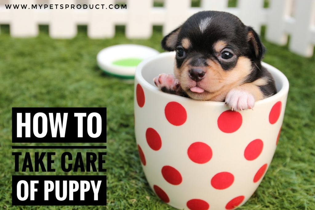 How to take care of the puppy