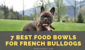 Best food bowls for french bulldogs
