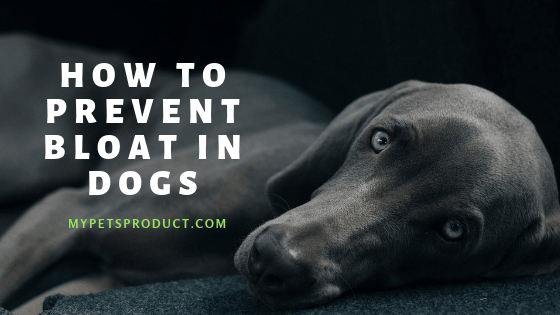 How to prevent bloat in dogs