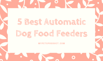 Automatic dog food feeder