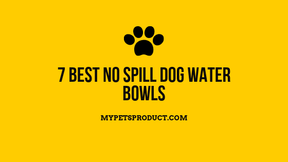 Best no spill dog water bowls