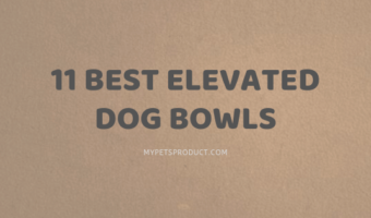 best elevated dog bowls