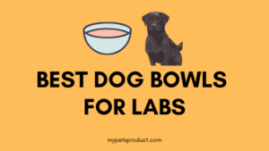 Best dog bowls for labs