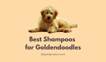Best shampoos for Goldendoodles