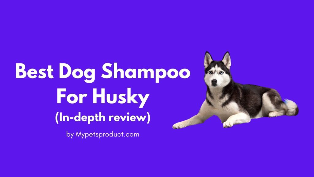 Best shampoo for husky