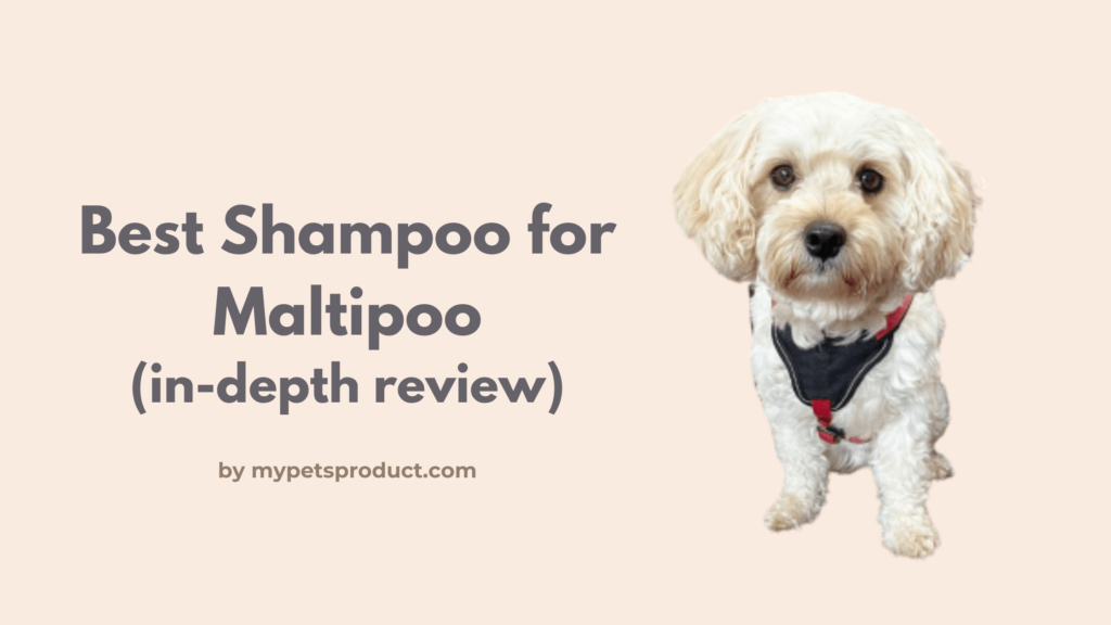 best shampoo for maltipoo
